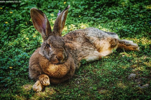 Die menschliche Anatomie und Sit-ups