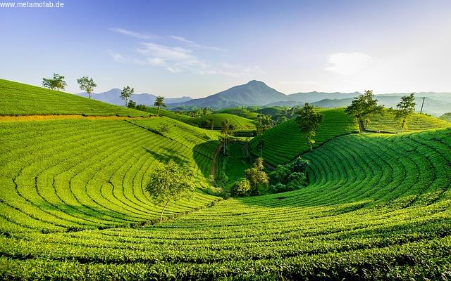 Einleitung: Die Rolle des grünen Tees in der Naturheilkunde